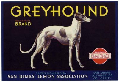 Greyhound
