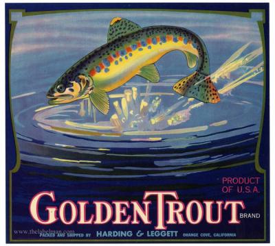 Fruit Label Golden Trout 1930's